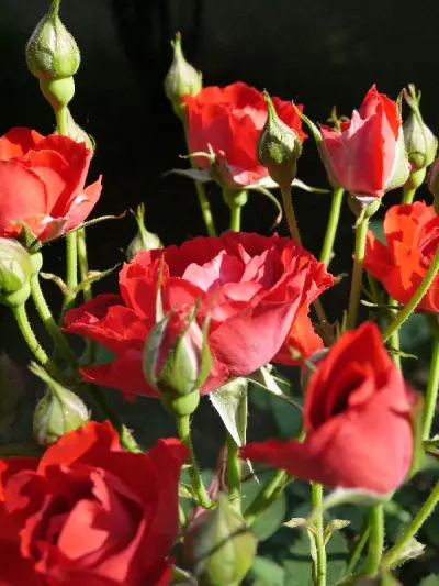 用这个相机拍了一张美丽的图片，商品很好，配件都齐全，没有任何的问题，感谢卖家，感谢挖煤姬，感谢物流！