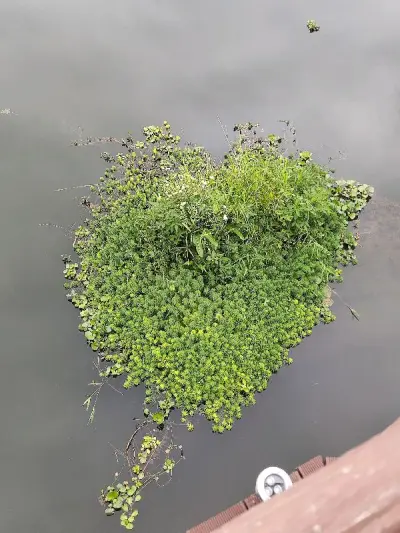 购买这款相机，我体验到了以下这些积极的方面：

首先，分辨率高。EX-Z200搭载了1210万像素的感光元件，这对于当时的数码相机市场来说是非常高的分辨率，在使用过程中，拍摄出来的照片非常清晰，细节表现也很出色。

其次，设计美观。相机机身采用金属材质，外观设计时尚...