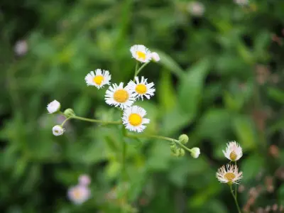 银色在国内非常少见，又是帮女孩子买。女生总得是奥林巴斯ep7，白色的，因为白色机身搭配镜头选择非常少，国内咸鱼市场银色成色差，而且数量还少，只能在挖煤姬淘。说真的挺不错的。几乎全新，到手810元。