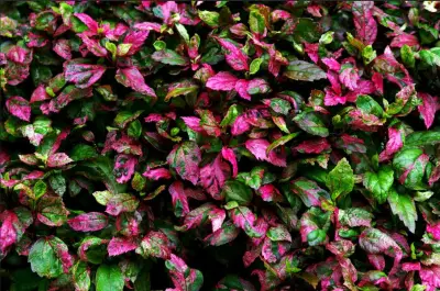 油润，价格便宜，虽然镜头有一点雾，但是不影响，这个价格有这样的表现，很不错了，希望可以出大片，谢谢！不错的