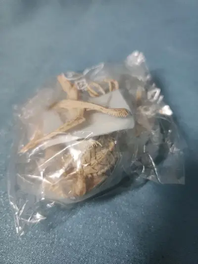 东西到货很快，发货两周左右就在国内派送了，效率还是不错的，象牙色的盒蛋也别有一番风味，东西也好，没有损坏。