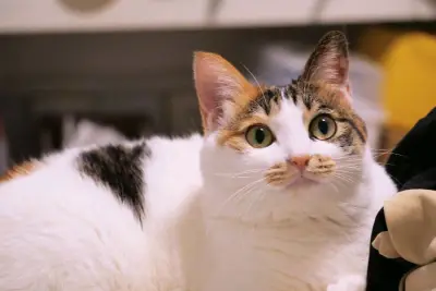 包裹寄来包装的很严密，镜头与描述一致，很完美，成片效果也不错，可以看图片，满意的购物体验，就是被税的心痛