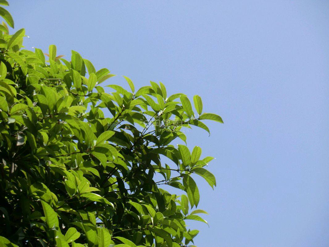 海淘卡西欧奥林巴斯ccd