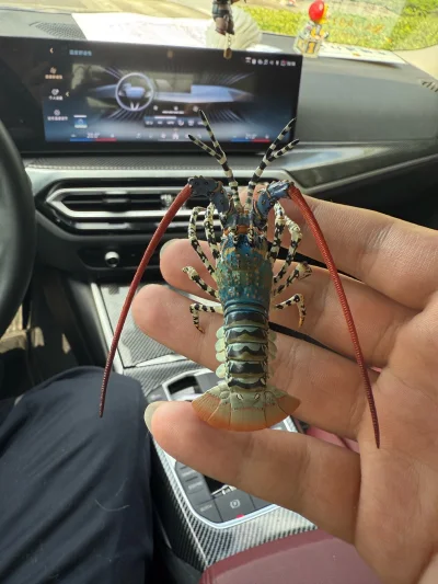 刷挖煤姬时被这款奇谭俱乐部锦绣龙虾模型狠狠种草！看详情页里它蓝绿渐变的外壳、带橙色斑点的步足，连螯钳上的纹路都超写实，瞬间戳中我这个生物模型控，还有Rement 微缩模型，立马加入心愿清单蹲好价。
下单后每天都刷新物流，竹蜻蜓十五天到，收到货拆开的瞬间直接惊艳——比...