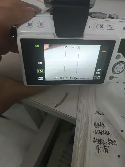 日淘来的这台相机镜头也太绝了！成色好到像刚开箱，机身几乎无划痕，按键灵敏顺滑，镜头通透无霉点，快门清脆有力。复古机身质感拉满，握在手里沉甸甸的超有分量，细节处尽显匠心。拍出来的画质更是惊喜，色彩浓郁有故事感，对焦精准不拖沓，完全看不出是二手好物。性价比直接拉满，日淘...