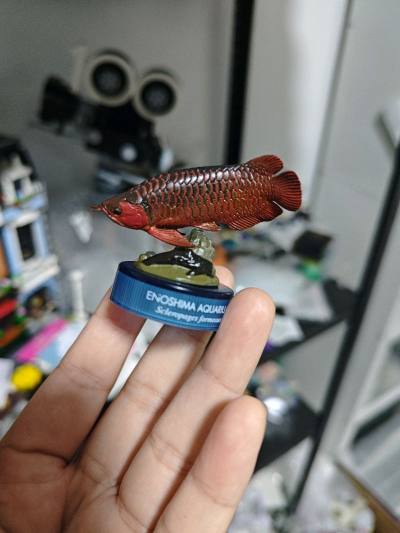 竹蜻蜓物流分享