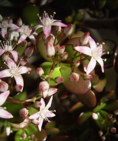 这次在平台买的这个CCD，从下单到拿到手真的太顺了！平台上商品介绍贼实在，机身哪儿有点小痕迹都拍得清清楚楚。
发货也贼快，下单第二天就发国际物流了，物流页面能直接看啥时候清关，比我之前用的海淘平台快了好几天！收到包裹的时候，CCD裹了三层泡泡膜，连备用电池都单独装了...