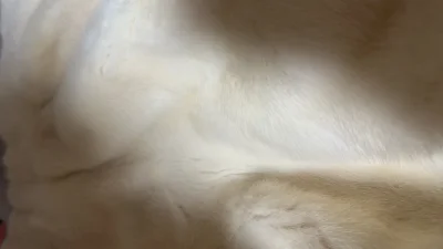 在这次购物中感觉体验感很好，包裹很严实，很多层泡沫包裹的，很棒！手感很柔软，白色很好看，很满意的一次购物。超喜欢！非常推荐大家在这里买mink，而且客服也很棒，服务态度很好，我不懂的问题都得到了帮助。感谢！