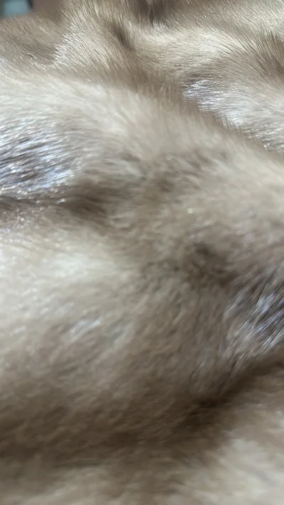 这次在挖煤姬入手的貂太让人惊喜了！ems到货也快。客服响应及时，解决问题专业又耐心。包装严实，厚厚的泡沫让人拆箱时安全感十足。体验真的棒，以后就锁定这儿了，值得长期回购！