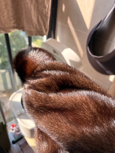 这次购入两件貂毛大衣 整体皮版不错 毛毛也油亮 正好是合适我的大小 挖煤姬竞拍简单易学 购买商品也可以入库拍照时实知道衣服的状态 