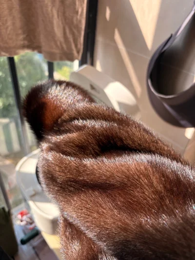 这次购入两件貂毛大衣 整体皮版不错 毛毛也油亮 正好是合适我的大小 挖煤姬竞拍简单易学 购买商品也可以入库拍照时实知道衣服的状态 