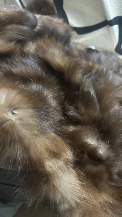 这次买了一件特别漂亮的精致的水貂毛皮草披肩，还是两用的 特别好看特小众。价格也是天花板了。海运业很快呀！