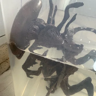 这次还是用的海运 年底没想到也挺快 15天到港 短信通知交税第二天就到了 玩具包的非常不错填充物也多 基本没有坏的 希望挖煤姬保持