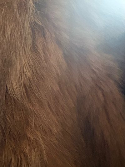 这件皮草外套也太绝了！焦糖色超显肤白，毛质蓬松又浓密，摸起来顺滑不扎手，版型宽松慵懒还藏肉，穿上气场直接拉满，质感完全不输专柜款！