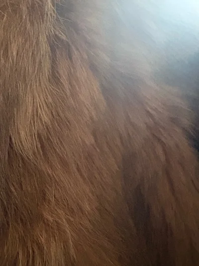 这件皮草外套也太绝了！焦糖色超显肤白，毛质蓬松又浓密，摸起来顺滑不扎手，版型宽松慵懒还藏肉，穿上气场直接拉满，质感完全不输专柜款！