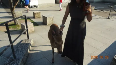 买的dazzlin的减重群，大概十天左右就到手了！状态很好，物流也很迅速，很好的购物体验，包装也十分完好，价格也比在闲鱼上便宜很多！到了之后马上就穿着去日本旅游了哈哈哈哈哈