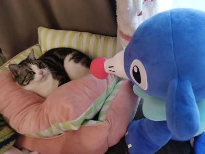 可爱(๑•ᴗ•๑)♡感谢出物，第一次在这个软件上买东西，买到了国内没有找到的等身大球球海狮（貌似量很少QAQ），下了挖煤后一直搜索，结果搜到了价格和状态都很合适的ദ്ദി˶˃ ᵕ ˂ )✧