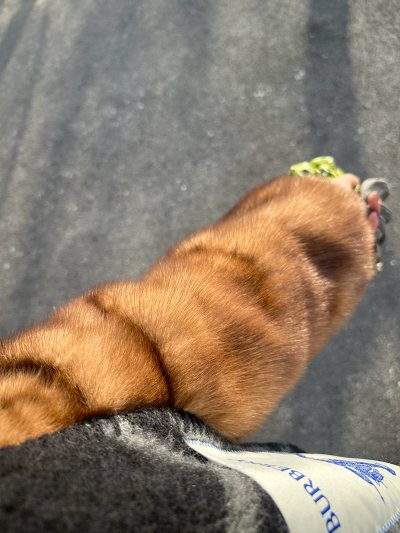 第一次用挖煤姬切，最近迷上了中古貂，下单了两件saga mink，到手后超级好看啊毛针特别亮，底绒感觉比新貂还要厚，穿起来肯定很暖和！