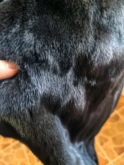 真正宝嘉美，很软很厚实，几乎是全新的。感谢卖家哦转让如此可爱的东西。我很喜欢，我是一个长期主义者，会好好收藏。