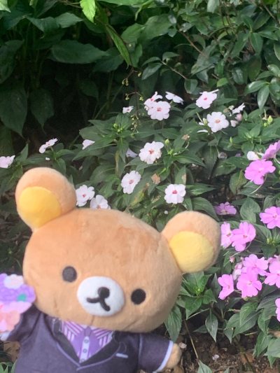 几只一起运回来真的特别便宜！！审核也很快很给力！也是安全到家了hhhh合箱后的箱子也特别结实，没有出现任何盒损造成的瑕之类的。