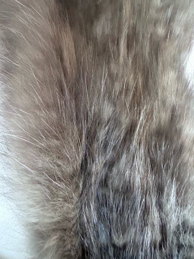 这是一款俄罗斯紫貂的围巾，整体色调以柔和的浅棕、米灰为主，夹杂着深灰与银白的渐变纹理，视觉上既温暖又富有层次感。毛发蓬松浓密，光泽自然柔和触感看起来柔软顺滑，保暖性不错。边缘处理整齐，没有杂乱的毛边，做工比较细致。买回来适合搭配我自己所有的大衣、羽绒服，提升整体穿搭...这是一款俄罗斯紫貂的围巾，整体色调以柔和的浅棕、米灰为主，夹杂着深灰与银白的渐变纹理，视觉上既温暖又富有层次感。毛发蓬松浓密，光泽自然柔和触感看起来柔软顺滑，保暖性不错。边缘处理整齐，没有杂乱的毛边，做工比较细致。买回来适合搭配我自己所有