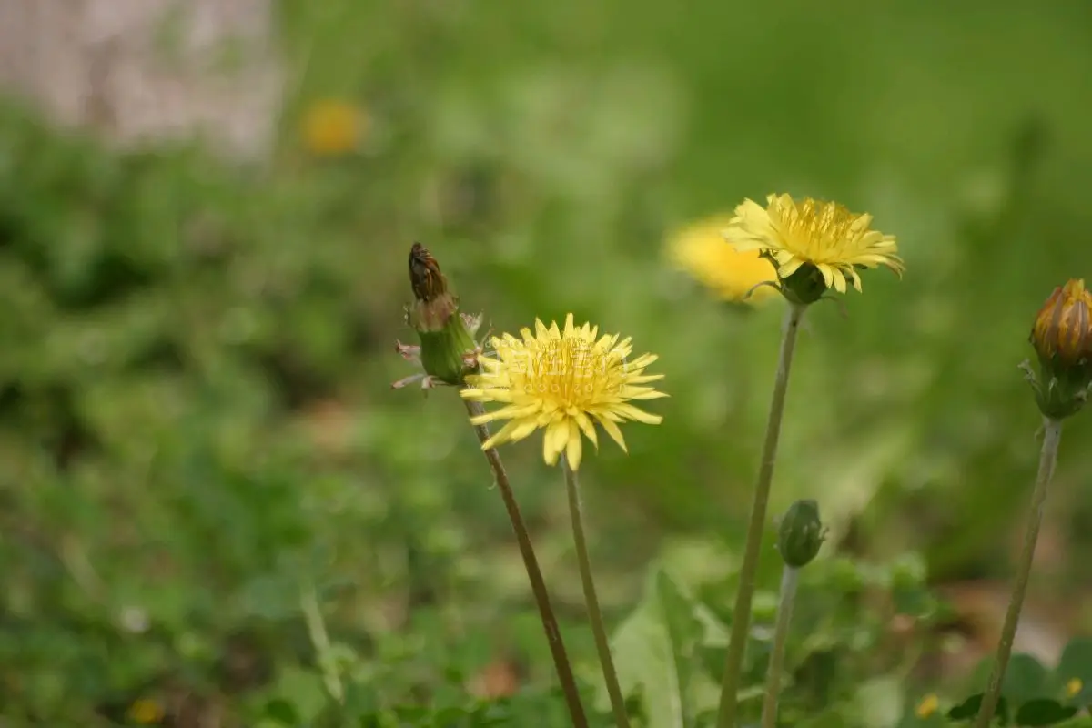 一套年龄超过20岁的相机，尽管像素量才600多百万，但依然可以拍出不错的画面，画质发朋友圈也是绰绰有余。还淘了两个徕卡目镜，买来收藏。