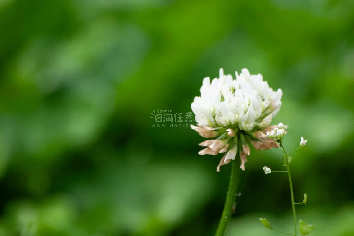 一套年龄超过20岁的相机，尽管像素量才600多百万，但依然可以拍出不错的画面，画质发朋友圈也是绰绰有余。还淘了两个徕卡目镜，买来收藏。