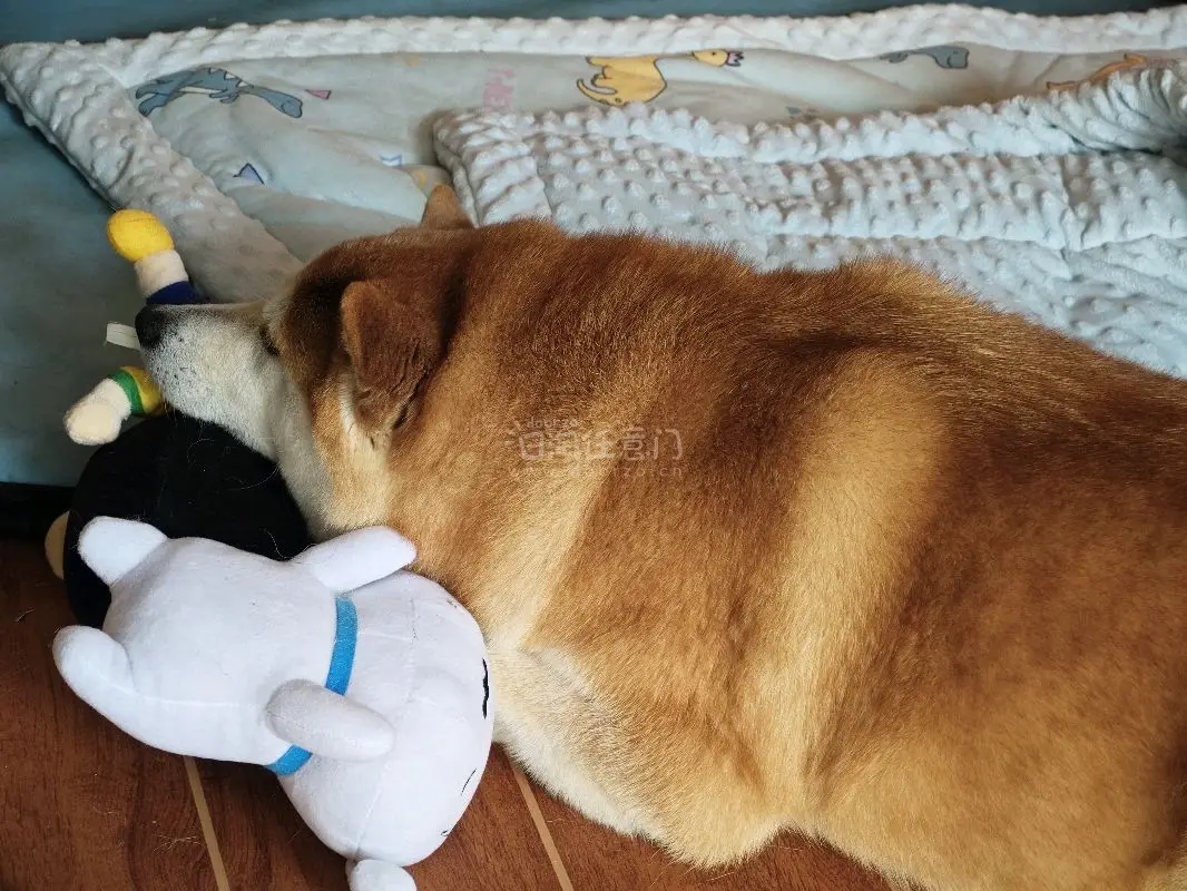 我的小狗很喜欢她的小白，我也很喜欢我买的小兰吧唧，