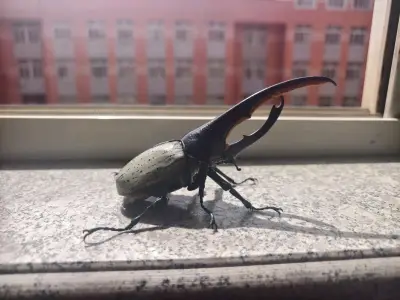 还原利奇亚种专属身形纹路，细节超写实！万代正品做工精致，质感扎实，生物科普感拉满。收藏把玩皆合适，硬核虫模爱好者闭眼入！极致还原利奇亚种标志性长角与斑纹，可动结构完美复刻展翅姿态，细节拉满！是不可多得的收藏神物，把玩展示都超有排面！