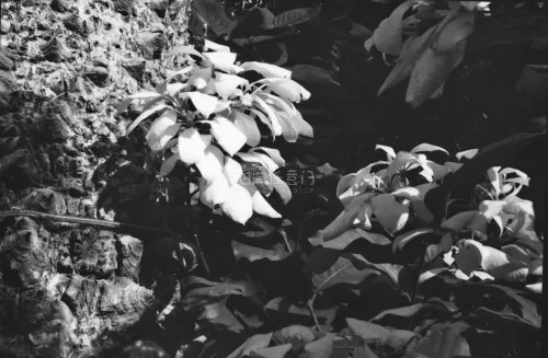 商品描述跟实际的情况一样，包装很好，没受到远距离的颠簸影响，整体购物体验不错！下次还有想要的东西海淘还会来