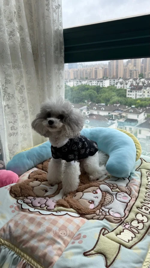 终于收到给小家伙海淘的小衣服啦✨这件黑色菱格上衣质感超棒，精致印花上身自带贵气，毛孩子穿上乖乖的，氛围感直接拉满。竹蜻蜓相比ems速度也不差多少，流程快捷高效，操作简单省心，对比下来价格也很划算，不用花高价找代购。包裹打包严实，到手完好无损。