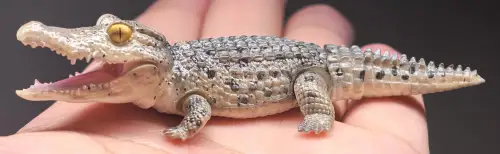 在挖煤姬蹲到万代生物大图鉴Q版鳄鱼中古扭蛋，国内现货溢价高，煤炉中古价更好价。仓库免费仓储，建议多件合箱分摊运费。物流选竹蜻蜓专线，大概两周到手。整体安全下车，收藏生物大图鉴的推荐蹲一波！