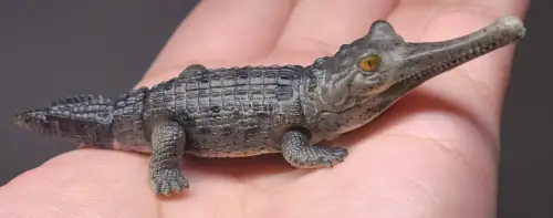 在挖煤姬蹲到万代生物大图鉴Q版鳄鱼中古扭蛋，国内现货溢价高，煤炉中古价更好价。仓库免费仓储，建议多件合箱分摊运费。物流选竹蜻蜓专线，大概两周到手。整体安全下车，收藏生物大图鉴的推荐蹲一波！