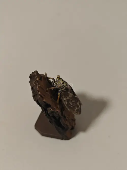 这次分享的是yujin原色增补昆虫中的蟪蛄，我们通常说的知了就是它了。体型较小，所以自带仿树皮底座，显示了夏日中的情景。任意门的包装非常严实，保护了它的足没有在运输中断件。物流速度也靠谱。推荐大家使用！