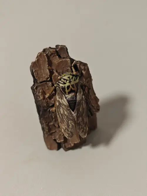这次分享的是yujin原色增补昆虫中的蟪蛄，我们通常说的知了就是它了。体型较小，所以自带仿树皮底座，显示了夏日中的情景。任意门的包装非常严实，保护了它的足没有在运输中断件。物流速度也靠谱。推荐大家使用！